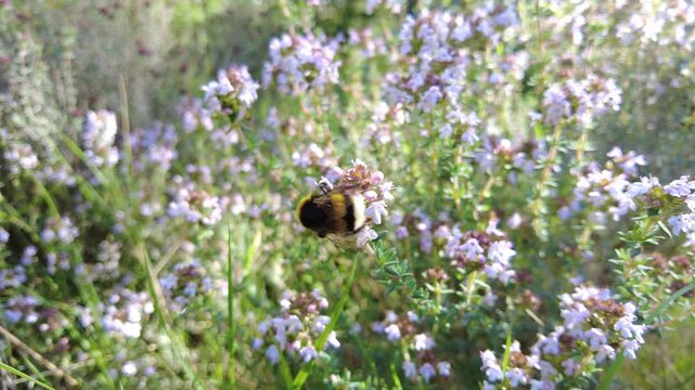 Bumblebee pollinating wild thyme flowers in blooming meadow