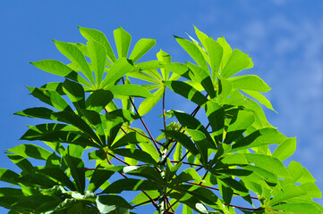 Cassava Leaves Against Clear Blue Sky – Manihot Esculenta Foliage