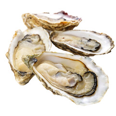 A oysters isolated on a transparent background