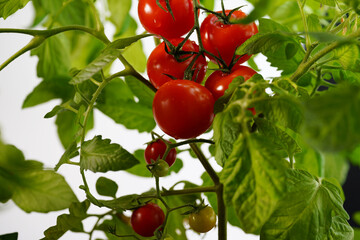 Tomatoes organic food on mother plant in the garden
