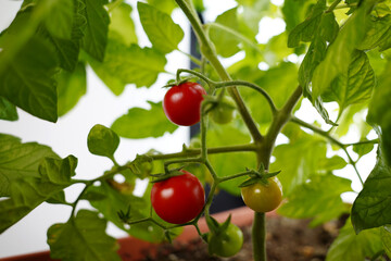 Tomatoes red and green organic food on mother plant in the garden

