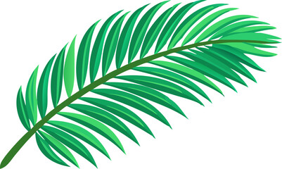 Obraz premium Isolated tropical palm foliage, a vibrant green leaf, is a natural decoration.