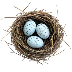 Obraz premium Three Bird Eggs in a Nest: Nature Photography on white background