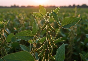 Bright green soybean plants thrive under warm sunlight, showcasing their healthy leaves and pods against a backdrop of a sprawling field at sunset
