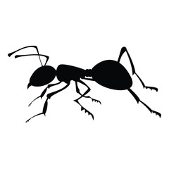 ant isolated on white background
