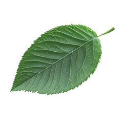 Obraz premium Green leaf with vibrant background detail nature botany plant leaf vein texture