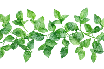 Fresh green mint leaves add a burst of natural flavor to your favorite summer recipes