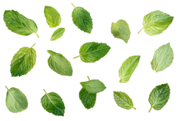 Fresh green mint leaves are perfect for garnishing desserts and enhancing your drinks with aroma