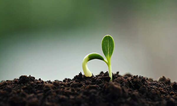 Emerging Life from Fertile Soil