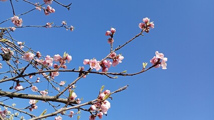 A tree branch loaded with pink cherry blossoms pops against a bright blue sky. The blossoms are in full bloom, flaunting their soft, delicate petals. The branch is a gnarly,
