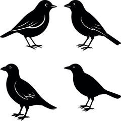 bird-vector-silhouette illustration