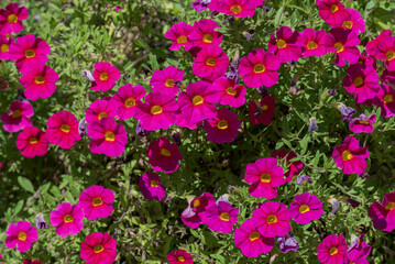 Fototapeta premium Bright magenta Calibrachoa flowers with yellow centers, blooming amid green foliage. The trumpet-shaped flowers add vibrant color to the natural setting