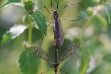 Mosquito insect at breeding season in rainforest macro photography