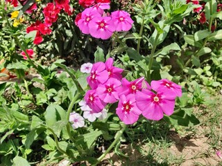 Phlox drummondii or the annual phlox flowers 
