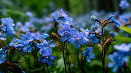 Lush Blue Flowers in Forest