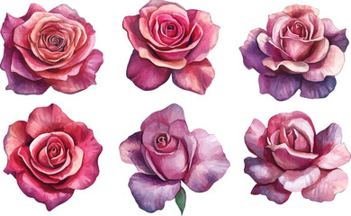 Fototapeta premium set of roses vector illustration