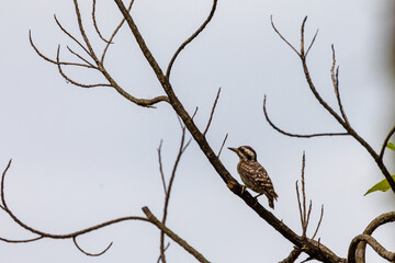 Woodpecker perched on a tree branch with clear sky background, showcasing nature and wildlife.