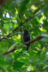 A black bird perched on a branch surrounded by lush green foliage in a tropical forest, showcasing a peaceful and vibrant natural habitat.