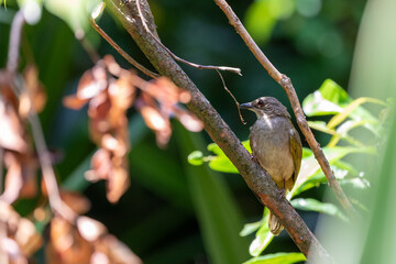 A close-up photo of a bird perched on a tree branch surrounded by green foliage, illuminated by...