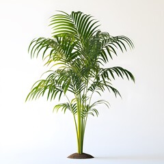 Obraz premium Palm tree