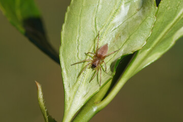 Sac spider Clubiona, family sac spiders (Clubionidae) on a Japanese spindle (Euonymus japonicus) in a Dutch garden. April, Netherlands