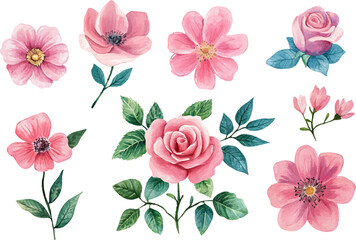 Watercolor Pink Rose Flower Illustration