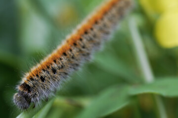 Caterpillar worm in the green rainforest macro photography
