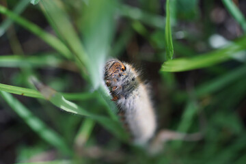 Caterpillar worm in the green rainforest macro photography
