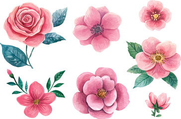 Pink Rose in Watercolor Style – Botanical Floral Element