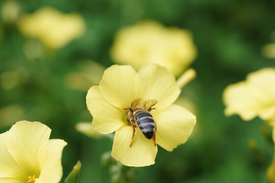 Bee insect getting honey from flowers at spring field
