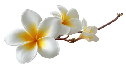 Realistic Plumeria Frangipani Bloom on White Background