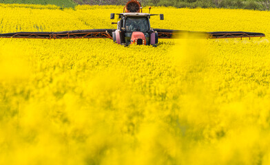 Tractor spraying yellow oilseed field