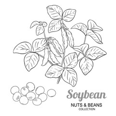 Soybean Plant with Pods, Seeds, and Leaves Outline Illustration. Organic natural nutritional healthy food ingredient, vegetarian diet product. Vector isolated for design or decoration.