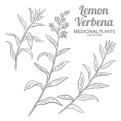 Lemon Verbena Branch with Flowers and Leaves Outline Illustration. Essential oil ingredient for aromatherapy, health care, alternative medicine. Vector isolated for design or decoration.