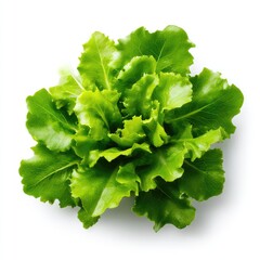 A vibrant image of fresh green lettuce leaves isolated on a clean white background