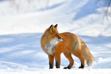 fox in the snow