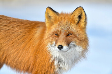 red fox vulpes