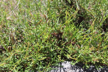 Rumex hastatus or the Arrowleaf Dock
