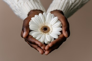 African adult hands gently holding white gerbera daisy in close-up