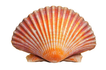 A seashell isolated on a white background