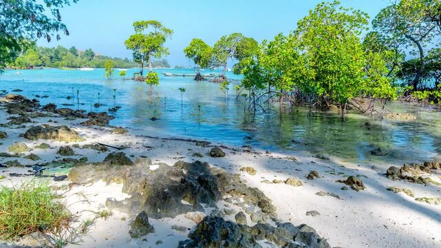Timelapse of high tide flowing through the serene mangrove forests of Havelock Island, Swaraj Dweep Island, Andaman, India