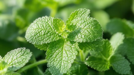 Fresh mint leaves close-up (1)