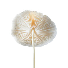 Fresh white mushroom isolated on white background nature food photography minimalist close-up culinary use