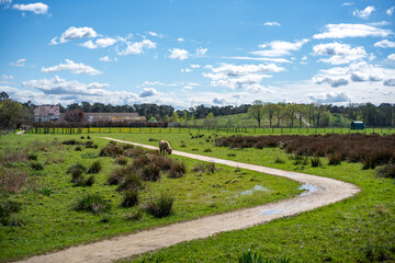 Hochlandrinder bei Gangelt
