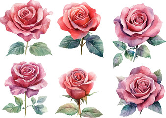 Fototapeta premium Botanical Watercolor Pink Rose