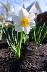 Close-up photo of daffodil flower in garden