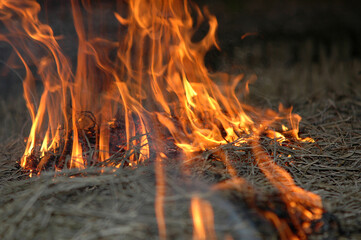 burning corn and rice fields to clear the undergrowth