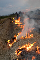 burning corn and rice fields to clear the undergrowth