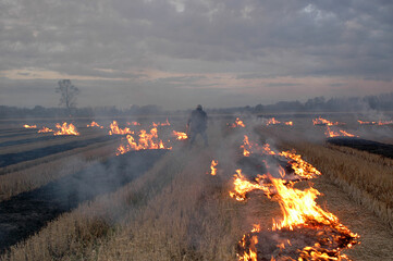 burning corn and rice fields to clear the undergrowth