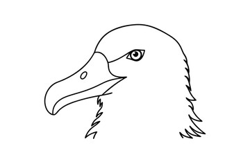 Albatross bird head outline vector illustration seabird line art graphic design element ornithology drawing